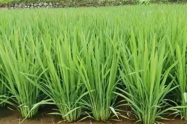 西紫优3号水稻种子特点，注意防治稻瘟病