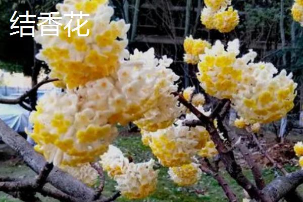 瑞香花和结香花的区别，枝干、叶片和花朵均不同