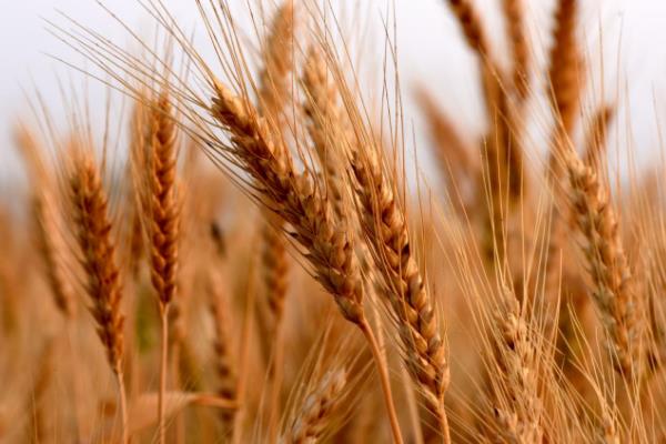 大满877小麦种子简介，每亩适宜基本苗18万—22万