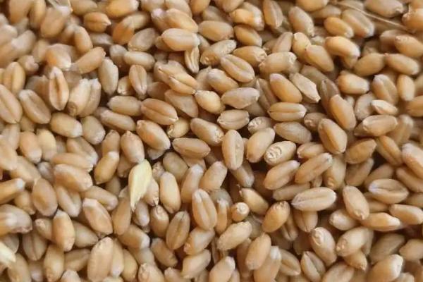 大满877小麦种子简介，每亩适宜基本苗18万—22万