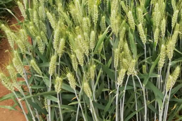 裕田麦126小麦种简介，每亩适宜基本苗14万—17万