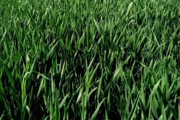 裕田麦126小麦种简介，每亩适宜基本苗14万—17万