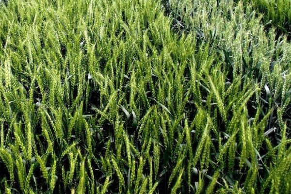 驻麦126小麦品种简介，每亩适宜基本苗14万—22万