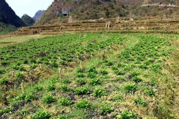 青黛的种植方法，播种前需浸种