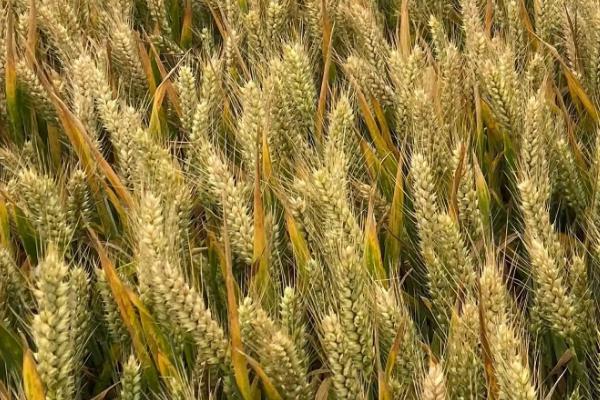 西农719小麦品种的特性，与对照品种周麦18熟期相当