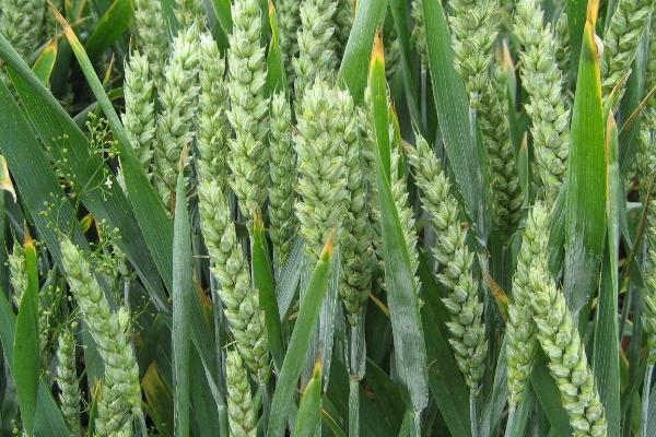 西农719小麦品种的特性，与对照品种周麦18熟期相当