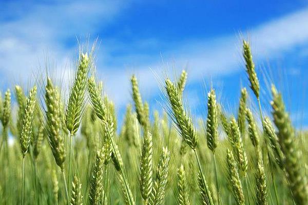 百农5819小麦种子特征特性，比对照品种周麦18熟期相当