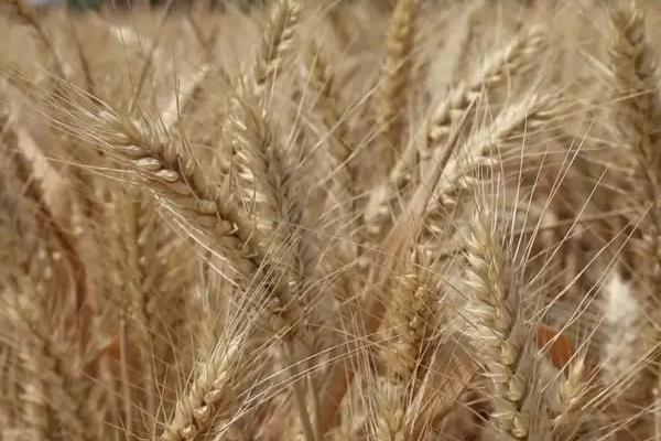 百农5819小麦种子特征特性，比对照品种周麦18熟期相当