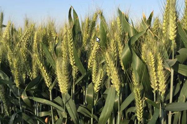 科林201小麦种简介，每亩适宜基本苗14万—22万