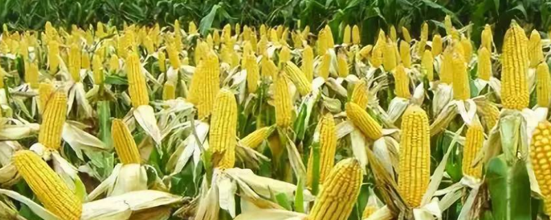 科育2023玉米种子特征特性，大喇叭口期期注意防治玉米螟