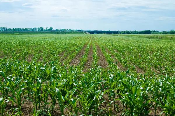 大汇18玉米种子特点，适宜密度为4500株/亩左右