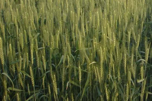 福麦2号小麦种子特征特性，需适当增加播种量