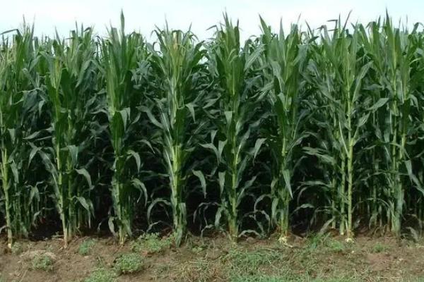 民沣66玉米种子特征特性，播种时采用等行距60厘米