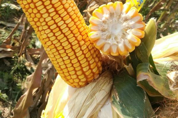 福育963玉米种子介绍，注意防治玉米螟和瘤黑粉病