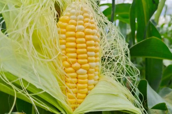 达育818玉米种子特征特性，播种前种子包衣以防治地下害虫