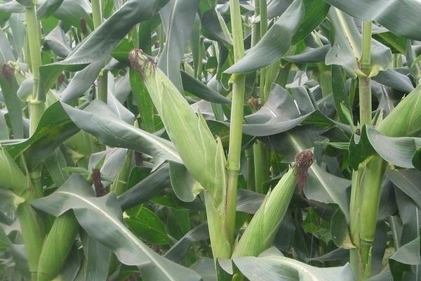 永协257玉米种子简介，适宜密度为4500株/亩左右