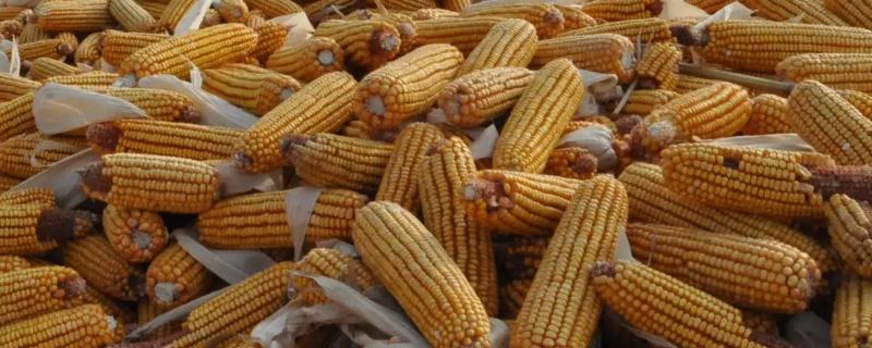 惠民66玉米品种的特性，高抗茎腐病