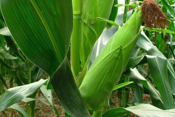 DF993玉米品种简介，适宜播期4月下旬至5月上旬