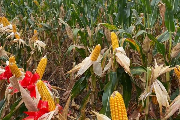 金陇558玉米种子特征特性，大喇叭口期注意防治玉米螟