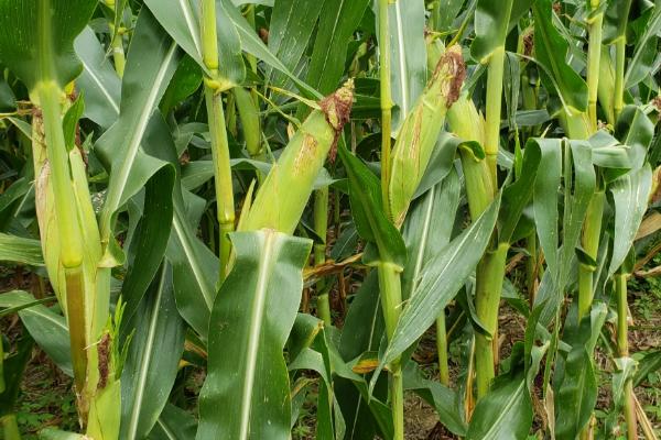 先甜18号玉米种子介绍，整个生长期需注意防治虫害