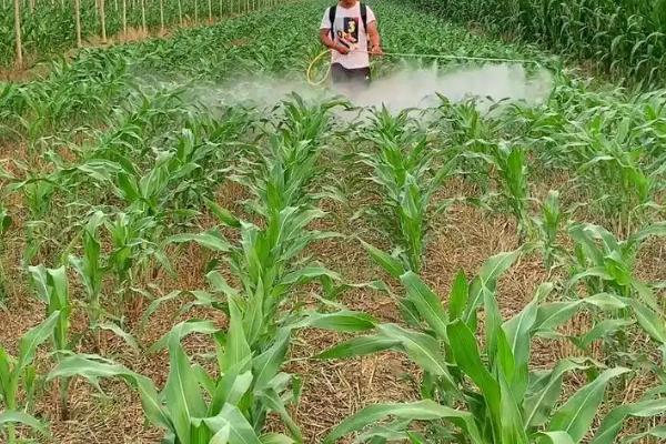 桂彩甜糯620玉米种子特点，注意防涝抗旱和病虫害防治