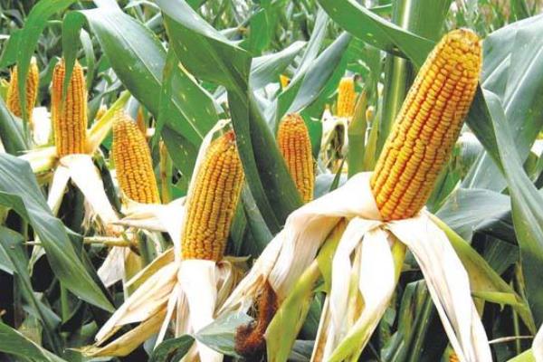 桂单663玉米种子特点，土壤湿润或淋水肥播种