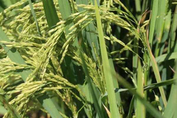 万千香占水稻品种简介，因该品种穗大粒多