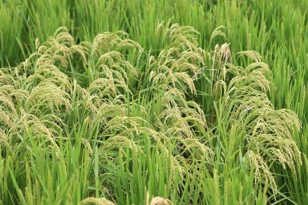 荣两优22水稻种子特征特性，适宜中高肥力水平栽培