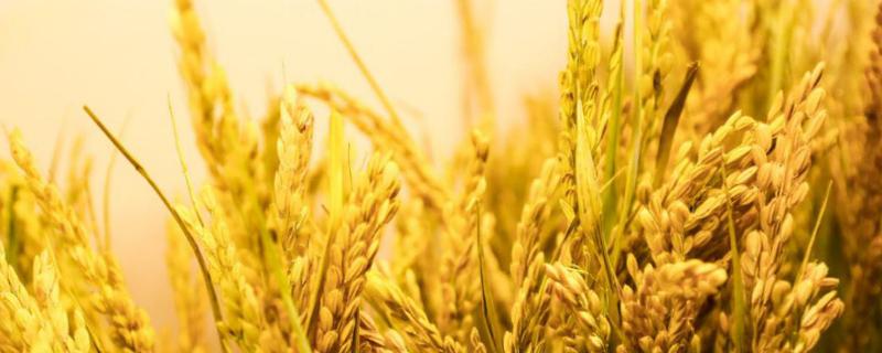 旺优672水稻种子特点，每亩大田用种量1.5千克