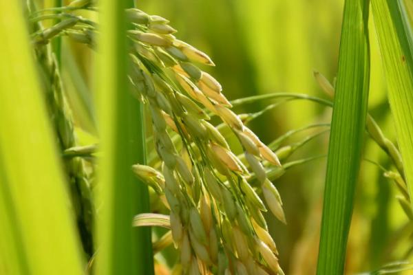 满香优613水稻种子简介，每亩用种量1千克左右