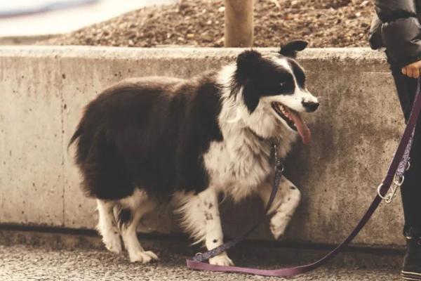 怎样调理肥胖犬猫的饮食，应控制能量和脂肪的摄入