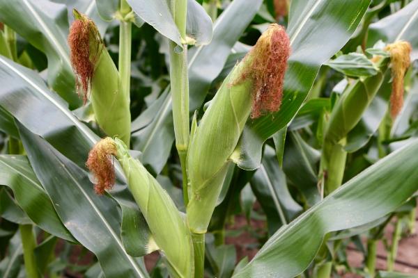 西大糯5号玉米种子特征特性，春播以3月上中旬播种育苗为宜