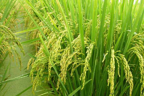 川康优583水稻种简介，全生育期144～167天