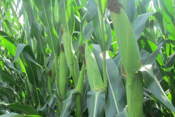 同福9号玉米种子特征特性，春播平均生育期115.5天