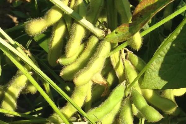 川鲜豆1号大豆种子介绍，该品种属鲜食春大豆品种