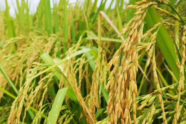 川优6245水稻品种简介，该品种株型适中