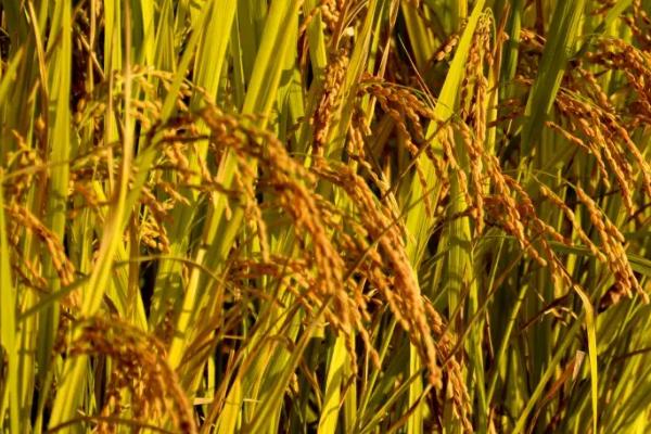川绿优313水稻种子简介，该品种株型适中