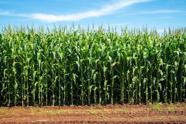 芮单965（试验名称：芮单965）玉米品种的特性，每亩加施复合肥10-20公斤