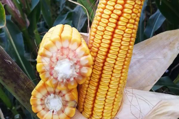 尚单3721（试验名称：尚单3721）玉米种子简介，每亩3300-4000株为宜