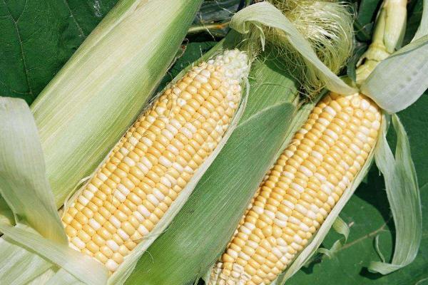 家吉68（试验名称：帆玉19）玉米种子简介，中抗锈病