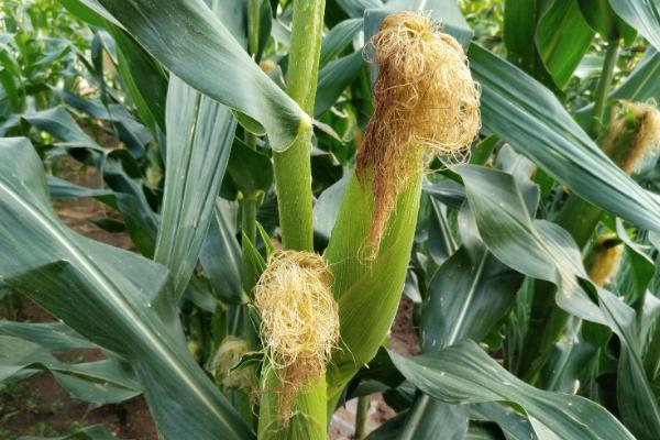 云墨99（试验名称：云墨99）玉米种子简介，应选择中等以上肥力地块种植