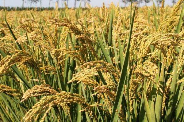 德盈418（试验名称：德盈418）水稻品种简介，每亩施尿素8千克