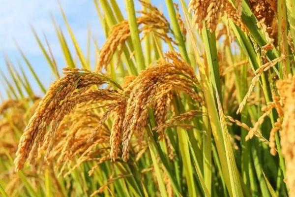 宜优2077（试验名称：宜优2077）水稻品种的特性，高抗纹枯病（1.0级）