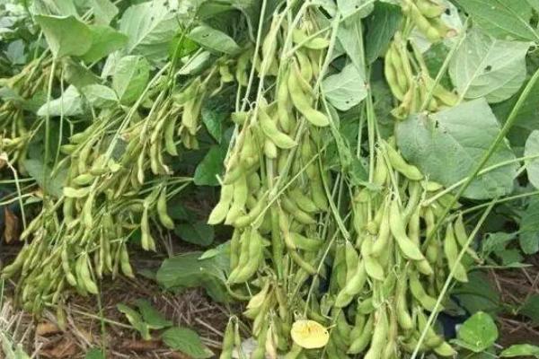 滇大豆4号（试验名称：滇大豆4号）大豆种简介，播种量4-4.5公斤/亩