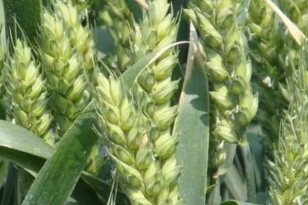 西农106小麦种子简介，属弱冬性中熟品种