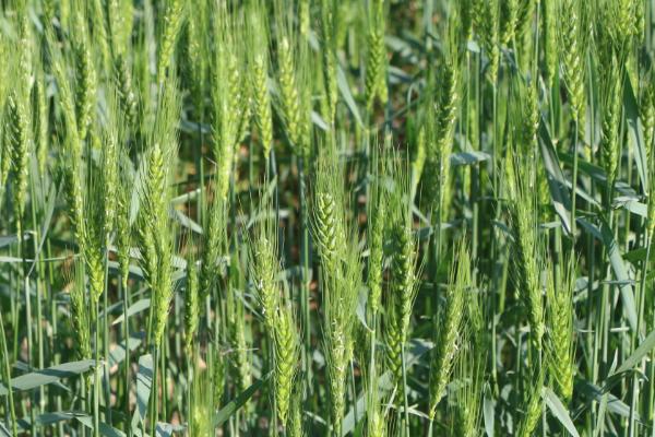 西农868小麦品种的特性，注意适时防治小麦病虫草害