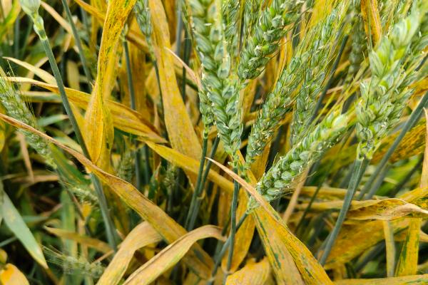 藁优5766小麦种子特征特性，属偏冬性中熟品种