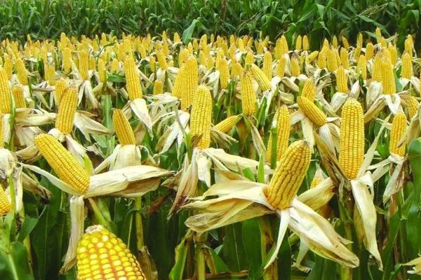 彩甜糯10号玉米品种的特性，种植密度每亩3500株