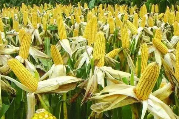 昕禾323玉米种子介绍，种植密度每亩3500株