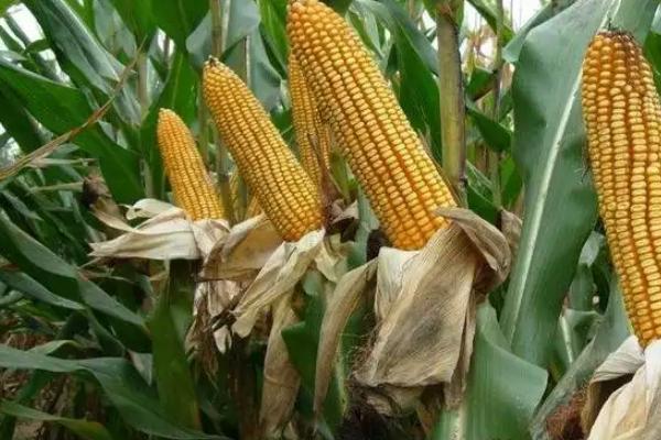 昕禾323玉米种子介绍，种植密度每亩3500株